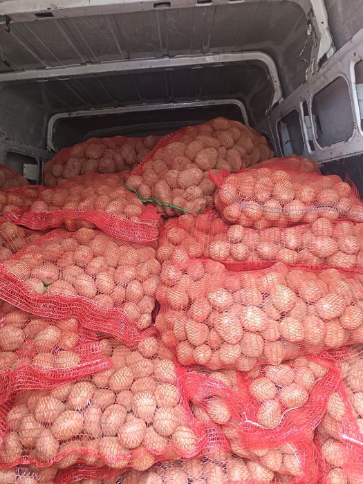 Cartofi de sămânță și de consum