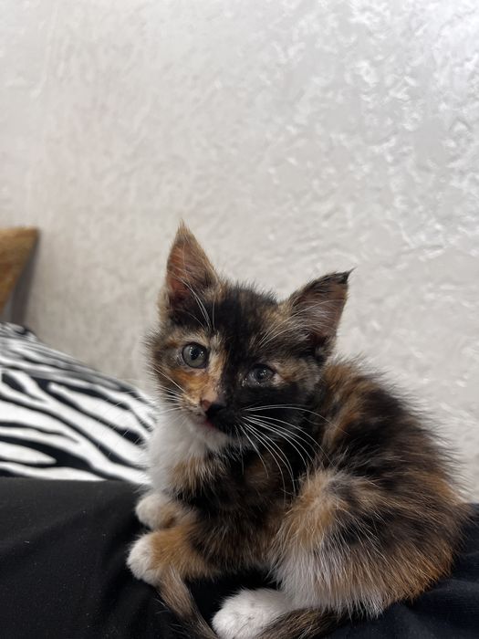 Бесплатно отдам котят
