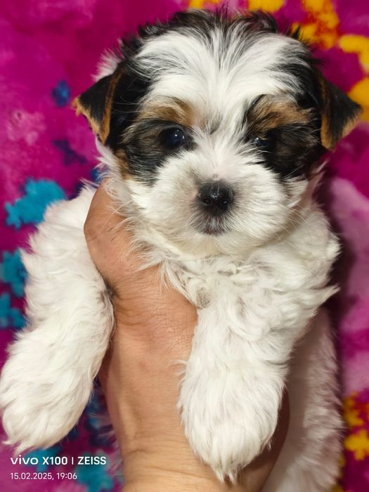 Очаровательные щенки бивера.