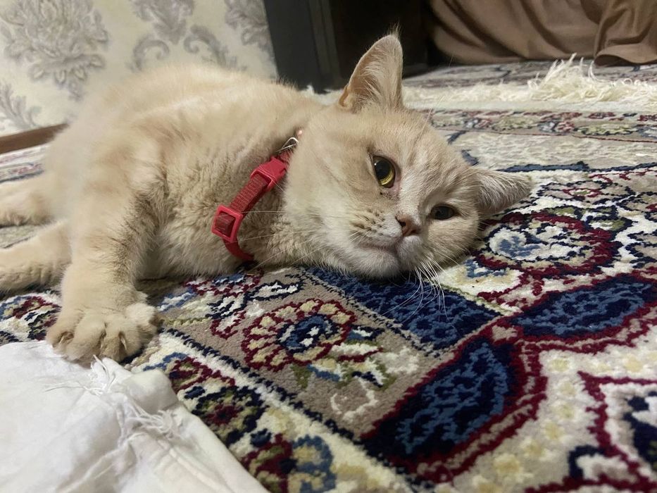 Кошка короткошерстная британка