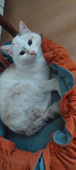 Отдам Срочно Кошечку в Добрые Руки!