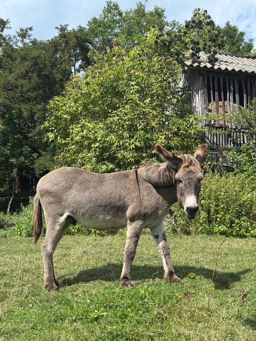 Măgar de vânzare