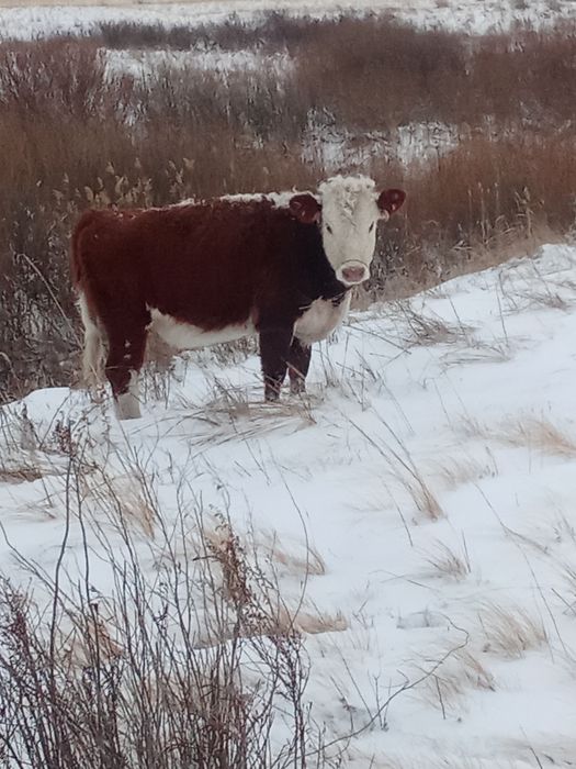 Жас Сиырлар сатам