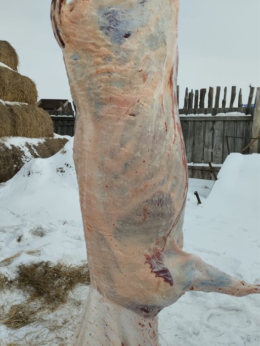 Продам крс с откорма