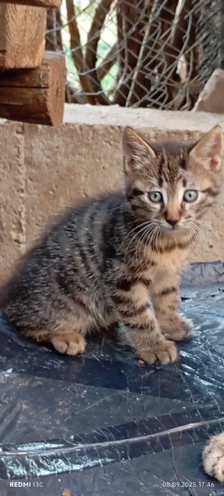 Коте на Четри месеца