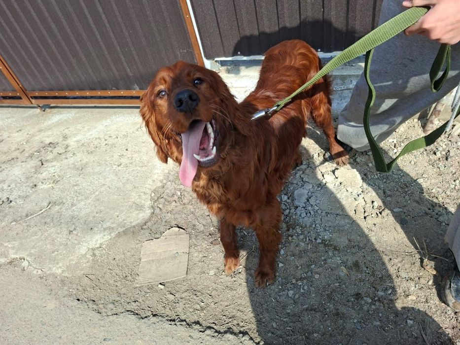 Сабака продается