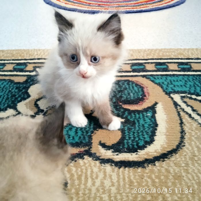 Отдадим котят к лотку приучины