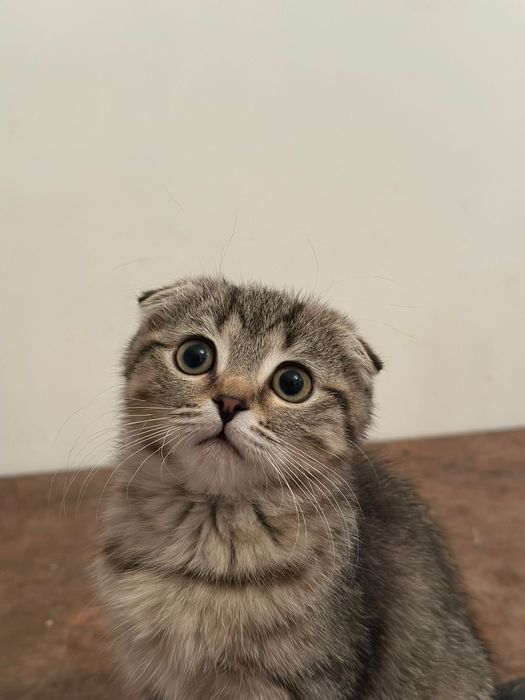 шотландский кошка