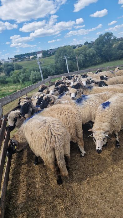 Vând 45 oi bune de ținut