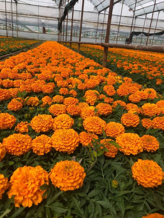 Gullar Salvia,bananza,Tagets,rayxon