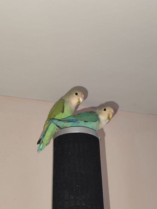 Vând pereche tânără agaponis