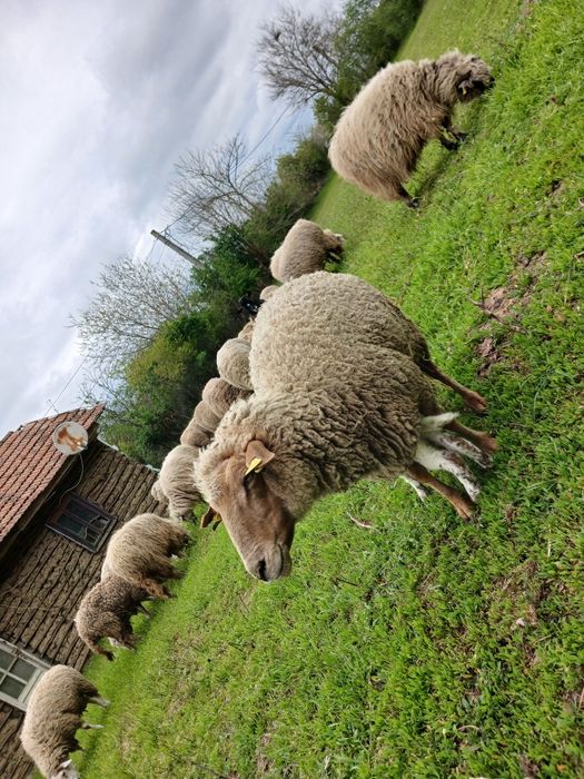 Vand 18 oi un țap si 4 berbeci ile de France!