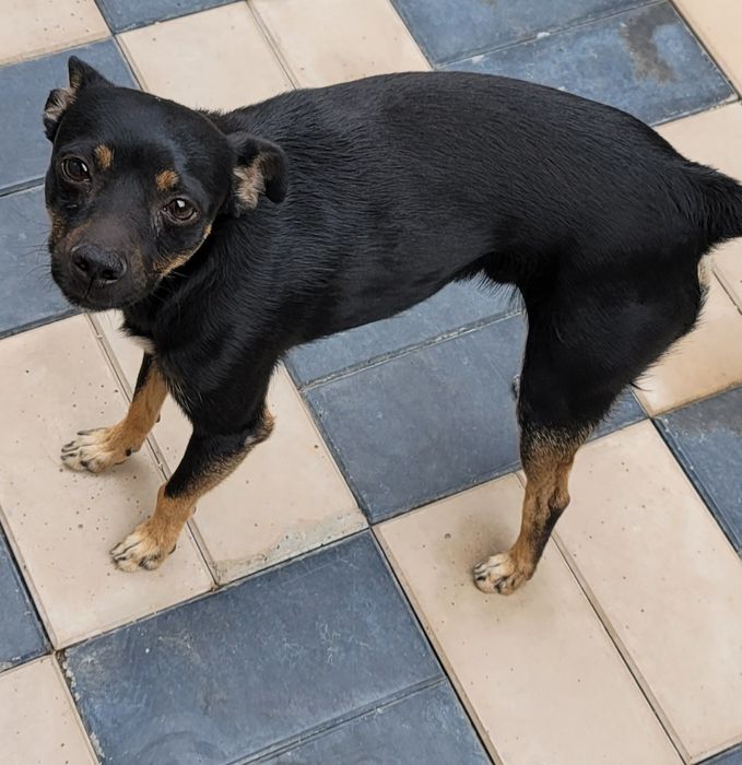 Той -терьер для вязки