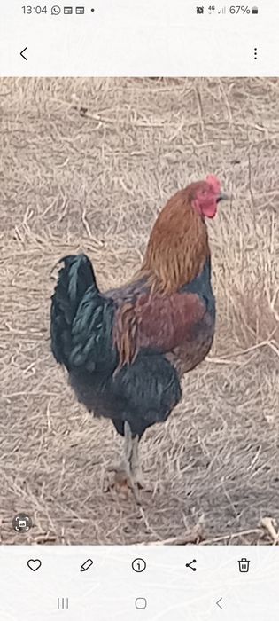 Продаются Петухи