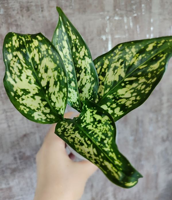 Тайские Аглаонемы