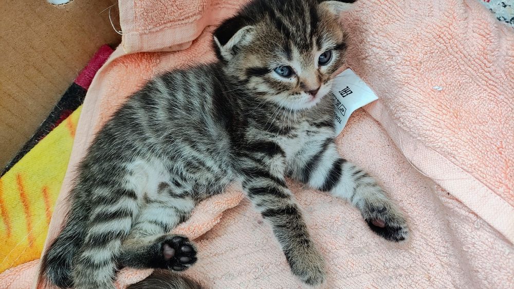 Котенок маленькая девачка