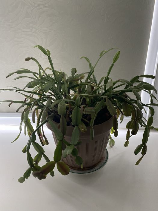 Цветы 2000 тг-1500 тг-1000 тг