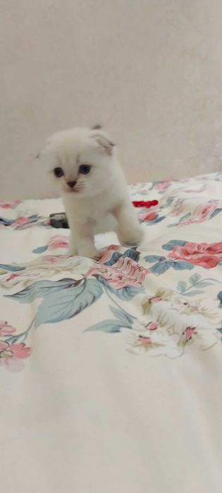 Продаются котята