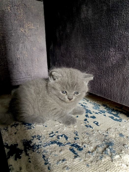 Продаются кошка.