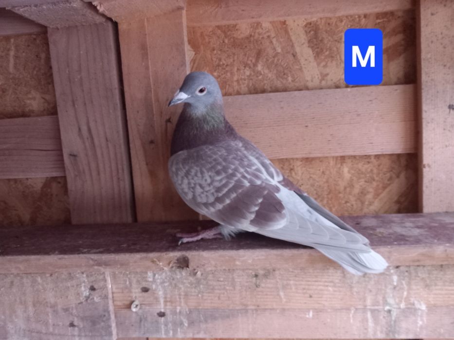 Porumbei voiajori sport