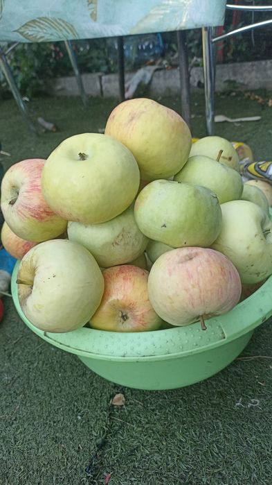 Продам яблоки ,груши