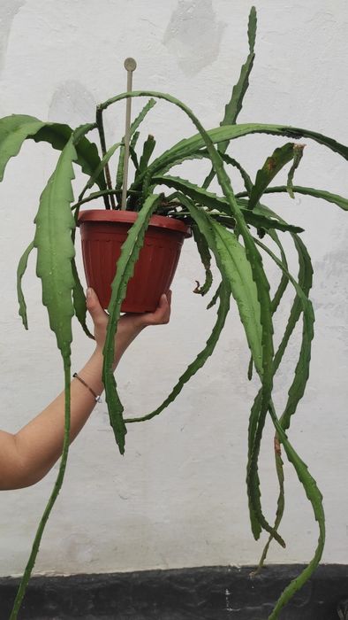 Эпифиллум домашний цветок