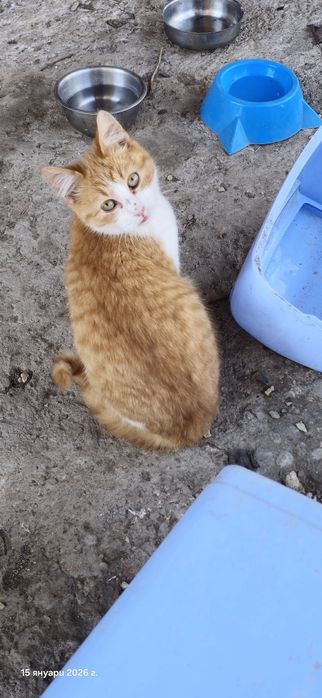 Котенца търсят дом