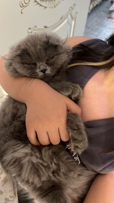 Кошка скоттиш фолд продаются