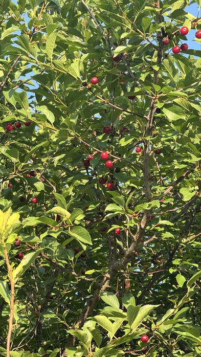 Домастроительде (Бумажник) дача сатылады