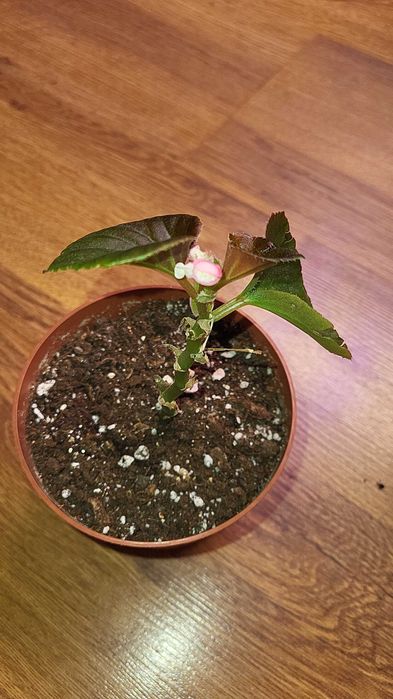 Комнатные цветы бегония