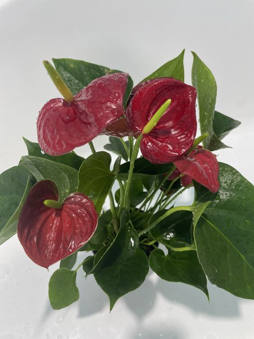 Комнатные растения