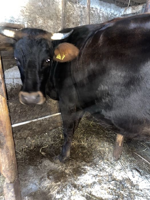 Vacă de vanzare