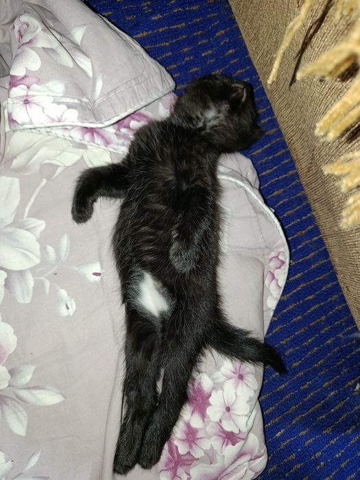 Котёнка отдам в хорошие руки