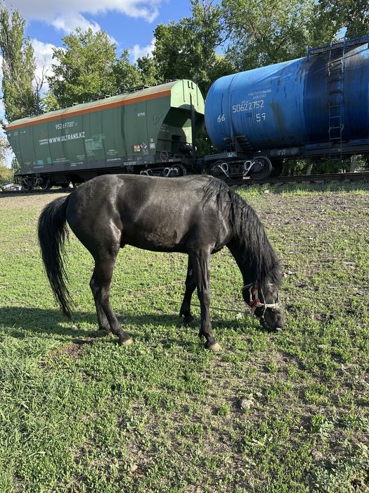 Жорға, Жорга, Иноходец