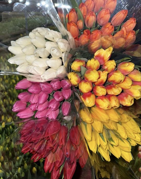 Местные тюльпаны крупные