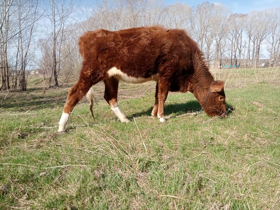 Продам тёлку 1.7