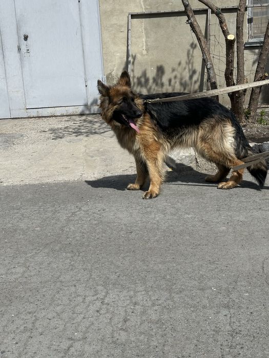 Немецкая овчарка