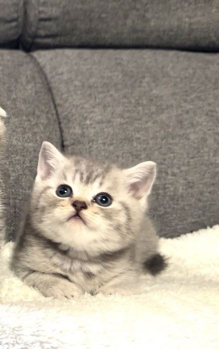 Британска късокосместа