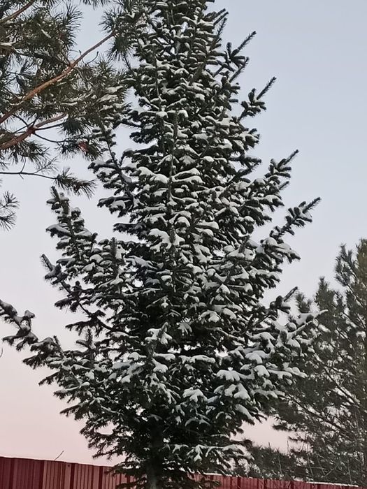 Продам пихту новогоднюю живую