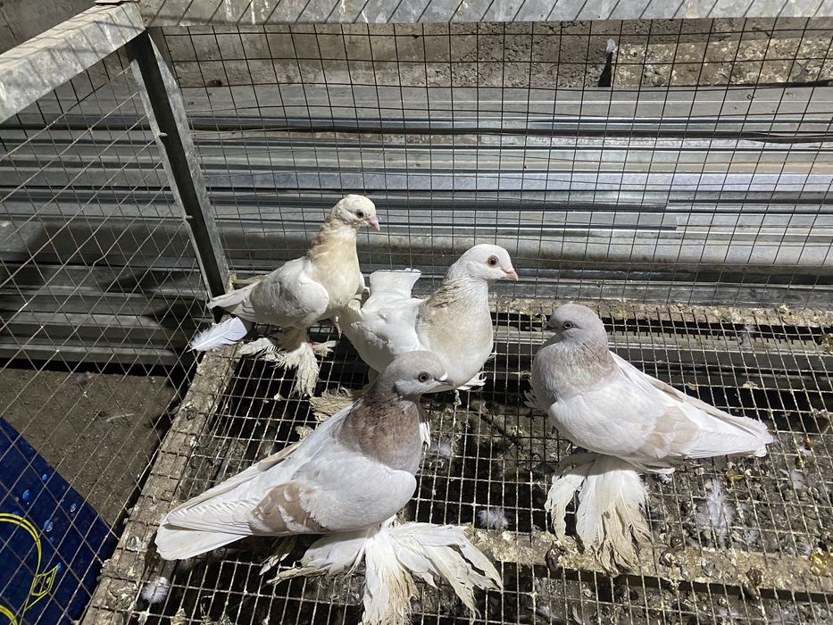 Тасманы и сиреневые с игрой есть с греблей