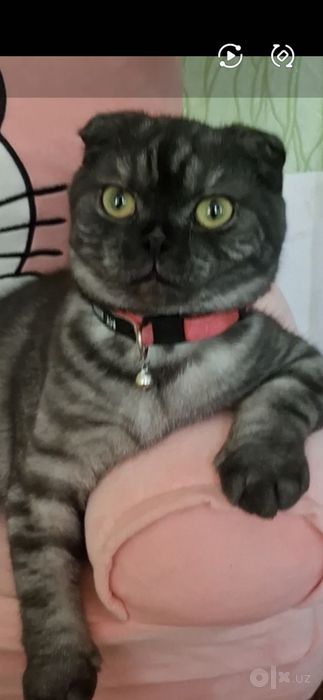 Скоттиш Фолд вислауха