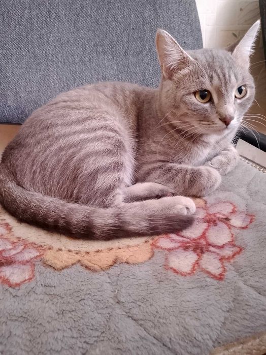 Отдам кошку в частный дом