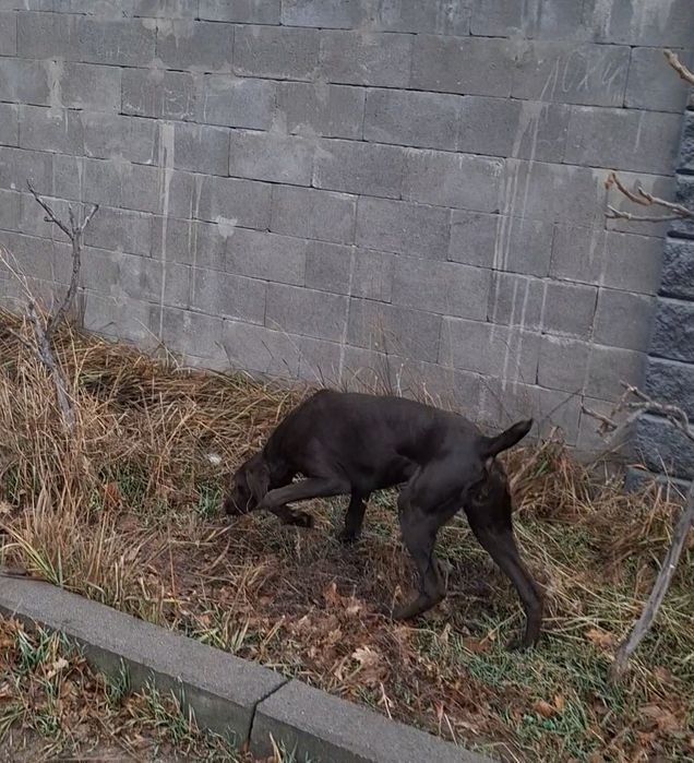 Продам Курцхаара суку