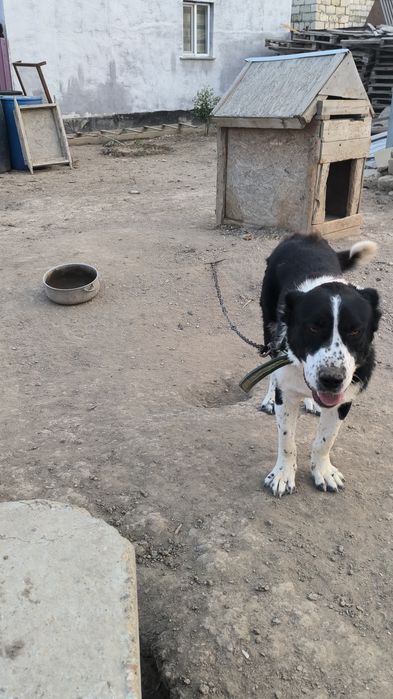 А тобы Жалаңаш студия