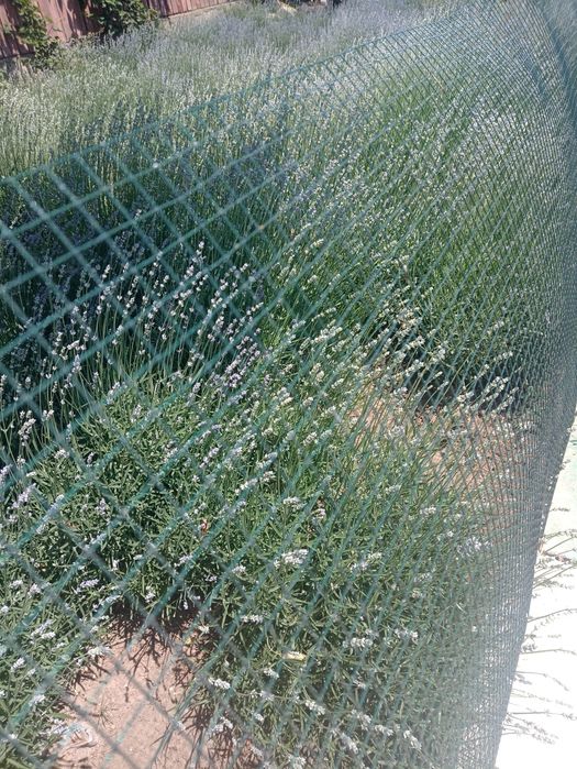 Tufe de lavandă Sevtopolis angustifolium anul 5