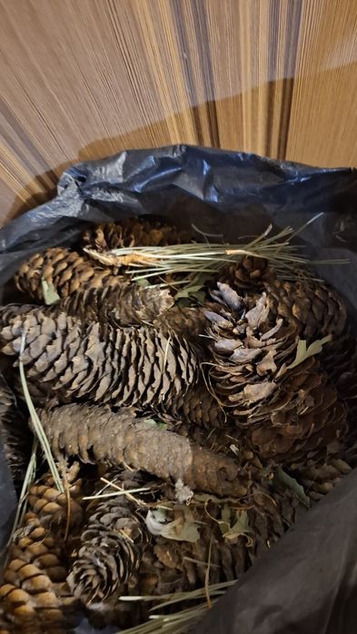 Отдам шишки поломанные