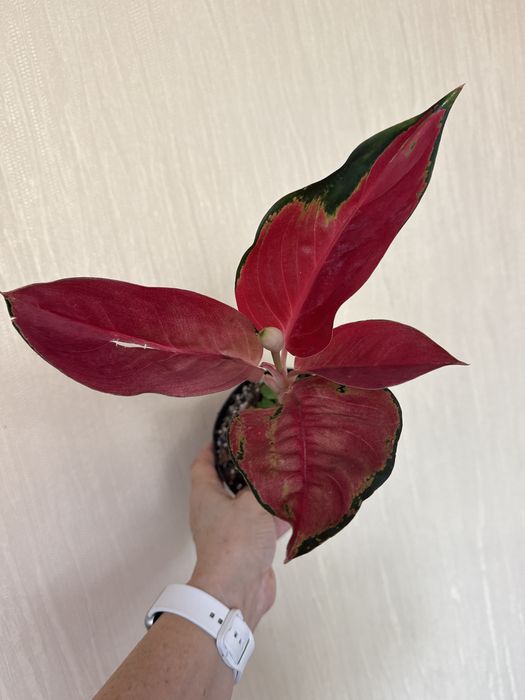 Продаю Аглаонемы цветы