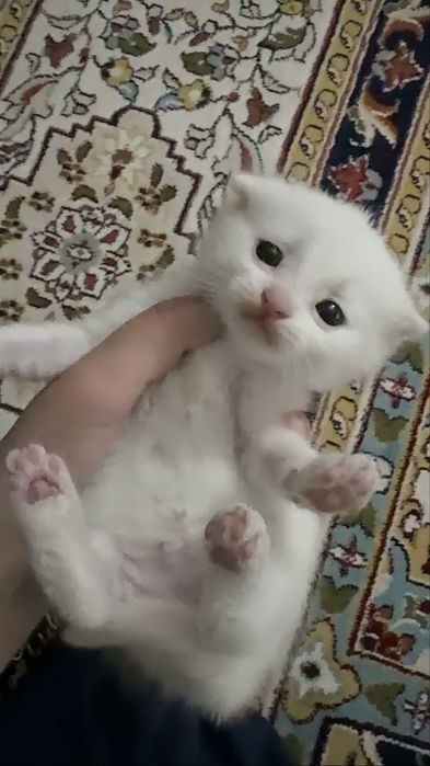 котята веслоухие