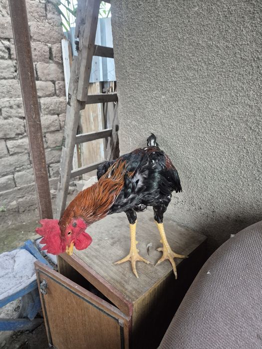 Продам жожика ..