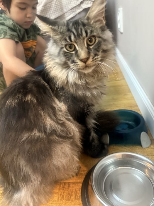 Потрерялся кот . Мейн кун